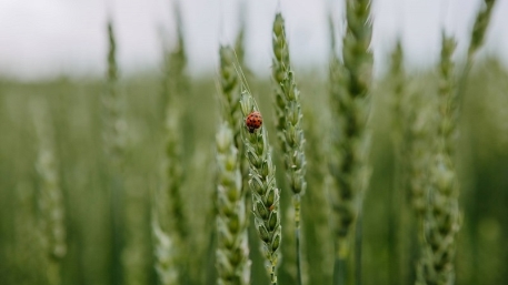 Яра пшениця в сівозміні: обробіток ґрунту, система удобрення, сівба та  система захисту — SuperAgronom.com
